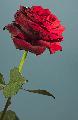 rosa rossa ben irta