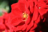 rosa rossa incantevole in primo piano