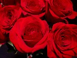 rose rosse fiori stupendi