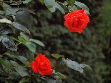 rose rosse per innamorati