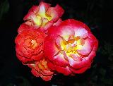 rose splendenti