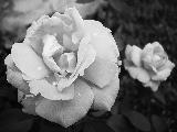 splendide rose fotografate in bianco e nero