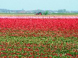 stupendi tulipani rossi dipingono un prato