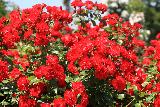 tantissime rose rosse vicine nel giardino