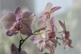 tenere e aggraziate orchidee