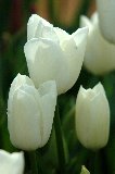 tulipani bianchi candidi