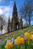 tulipani gialli su cortile di chiesa