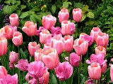 tulipani rosa in mezzo a tante foglie verdi