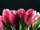 tulipani rosa in sfondo nero