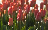 tulipani rossi immersi in splendida luce solare