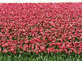 tulipani rossi tappezzano un campo bellissimo