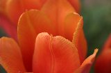 tulipano arancione da vicino