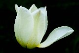 tulipano bianco mozzato