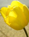 tulipano giallo investito dalla luce