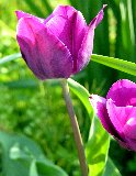 tulipano viola tra rigogliose foglie verdi