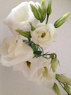 bouquet di rose bianche per matrimonio
