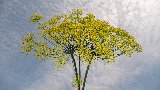 bellissima piantina simile ad albero di mimose