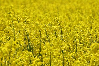 Aspettando le mimose