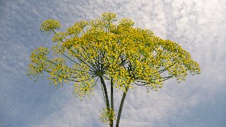 Bellissima piantina simile ad albero di mimose