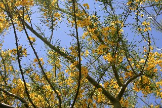 Fiori gialli simili a mimose