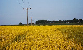 Se solo fossero mimose