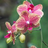 belle orchidee gialle rosse