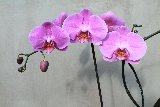 belle orchidee rosa vicino al muretto