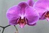 bellissima orchidea viola