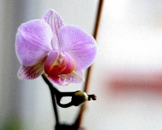 Bella orchidea rosata in primo piano