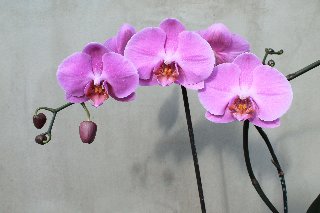 Belle orchidee rosa vicino al muretto
