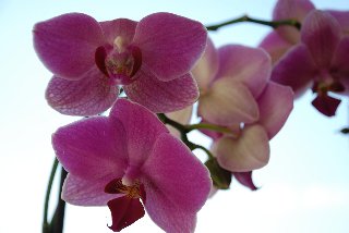 Bellissime orchidee rosa immerse nella luce
