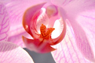 Orchidea macro bellissima