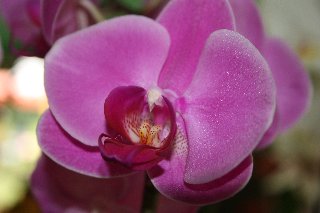 Orchidea rosa macro