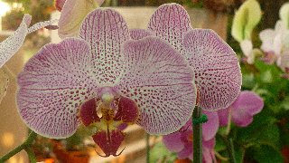 Orchidea screziata con puntini in primo piano