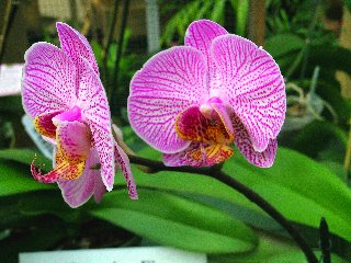 Orchidee bianche con tantissimi puntini rosa