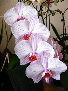 Orchidee bianche con venature porpora in fila
