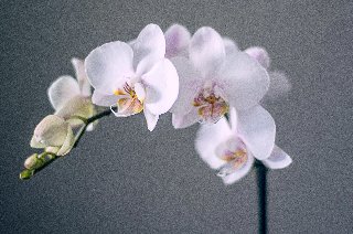 Orchidee bianche in fila su rametto curvo