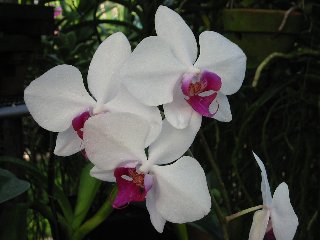 Orchidee bianche in vaso