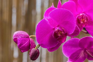 Orchidee color porpora quasi fosferescenti
