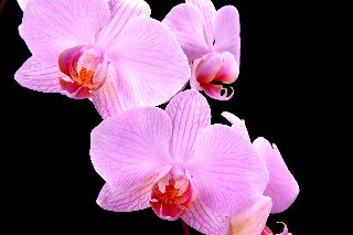 Orchidee rosa bellissime su sfondo nero