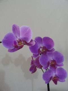 Orchidee viola in fila