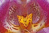 interno di orchidea