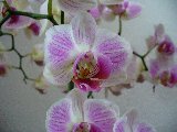 magnifiche orchidee vicino alla parete