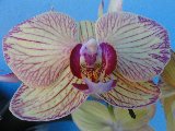 orchidea bianca con venature porpora