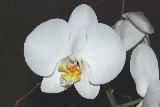 orchidea bianca da vicino