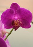 orchidea color porpora