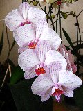 orchidee bianche con venature porpora in fila