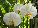 orchidee bianche sul davanzale