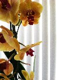 orchidee gialle davanti alla tenda
