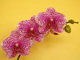 orchidee porpora su sfondo giallo